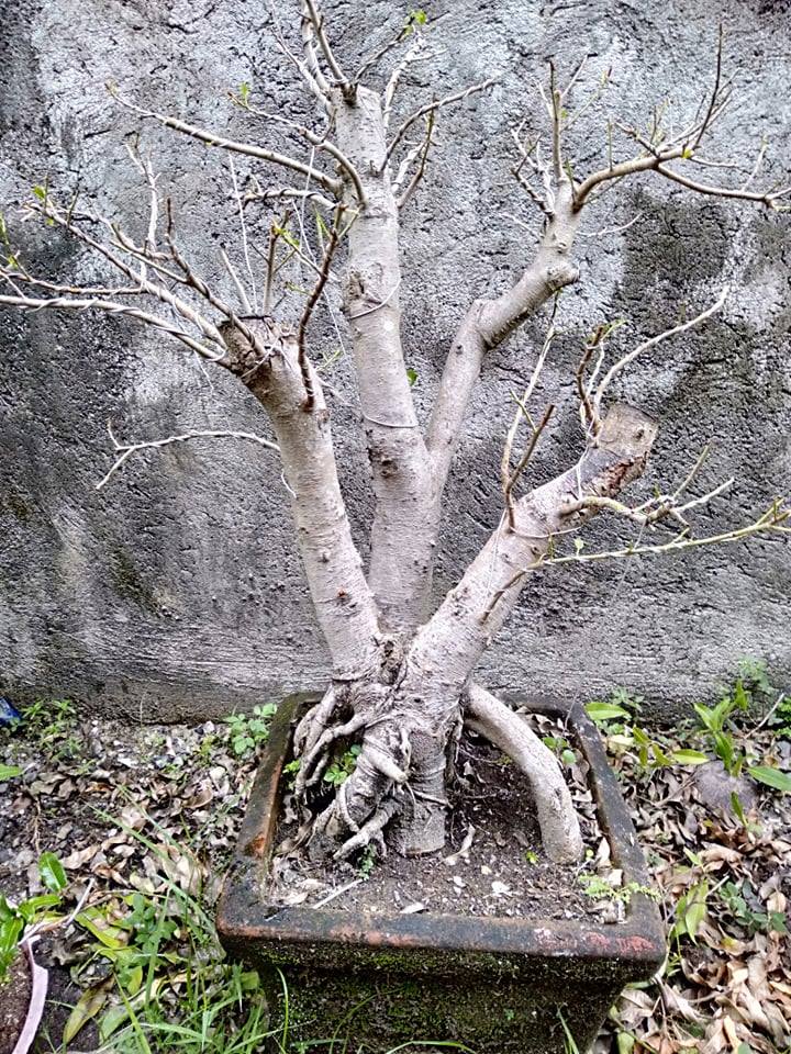 A bonsai tree shedding its leaves being taken care by Ben. | Photo from personal collection courtesy of Ben Machon