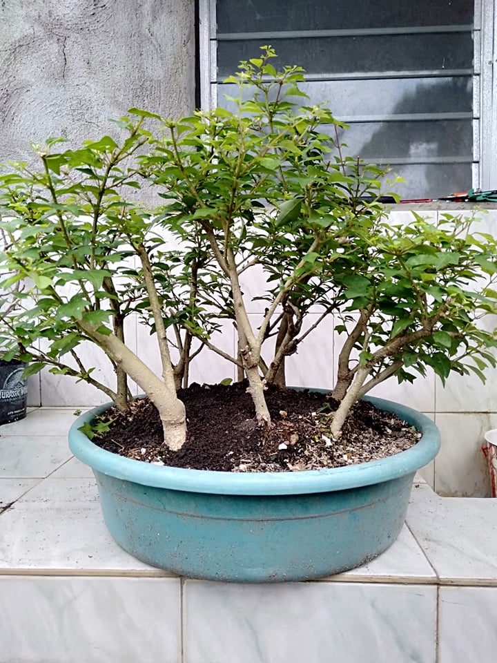 One of Ben's bonsai trees. | Photo from personal collection courtesy of Ben Machon