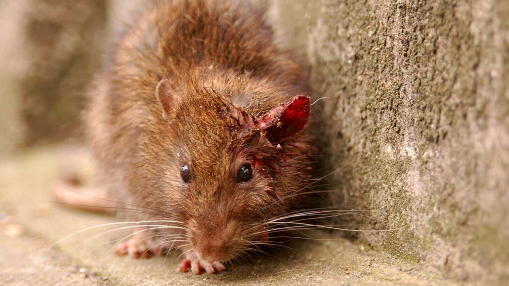 "Wounded rat in London. " by Jan van der Crabben, Wikimedia Commons is licensed under CC BY-SA 2.0