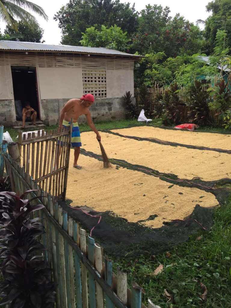 rice drying