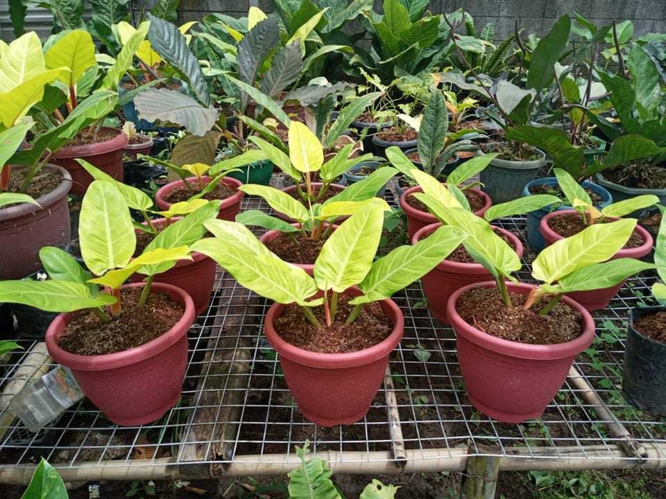 features | anthony's garden: green paradise in the city 6 tanom na green