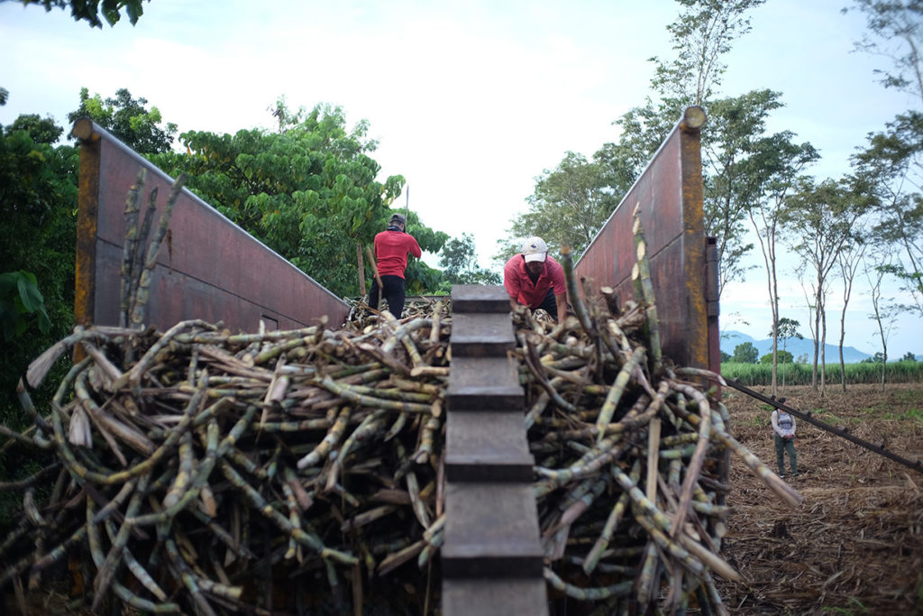 sugarcane worker arranging sugarcane