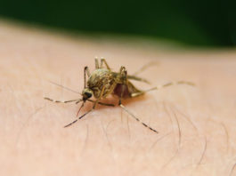 BACOLOD CITY, Negros Occidental, Philippines - Negros Occidental reported 181 dengue cases, the highest in Western Visayas region, with three new deaths for the latest reporting period this month, the health department regional office said.